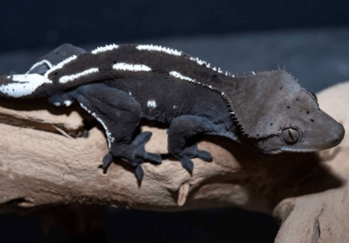 axanthic crested gecko