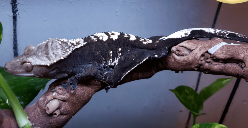 Axanthic Crested Geckos