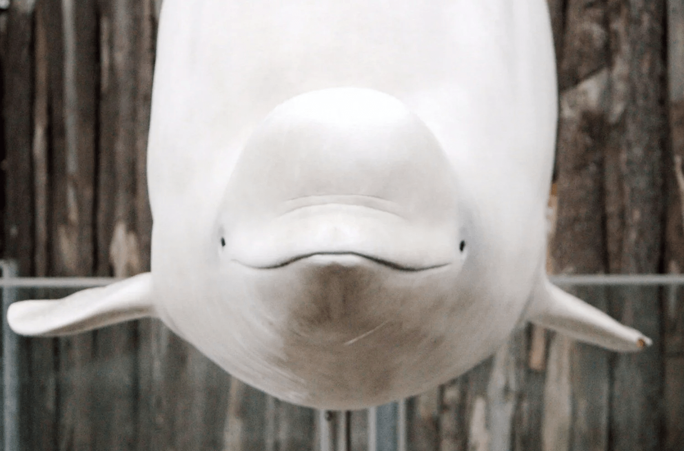 Animals With Big Lips