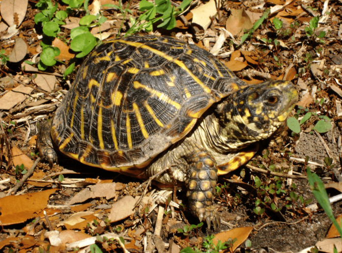 baby box turtle