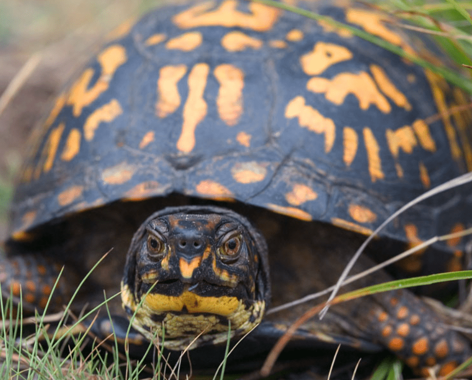 Baby Box Turtle