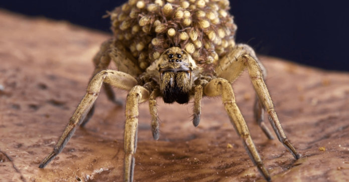 baby wolf spider