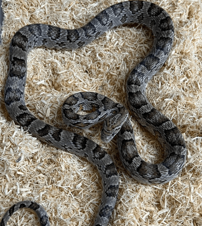 black corn snake