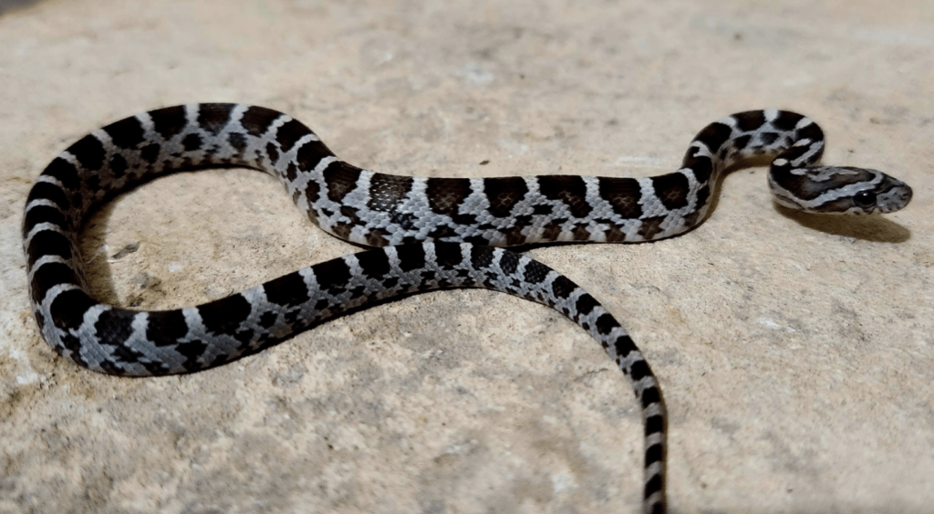 black corn snake