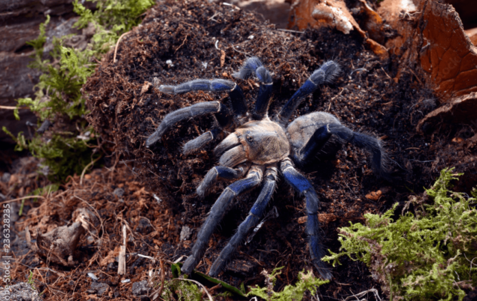 blue cobalt tarantula