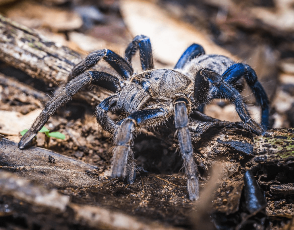 blue cobalt tarantula