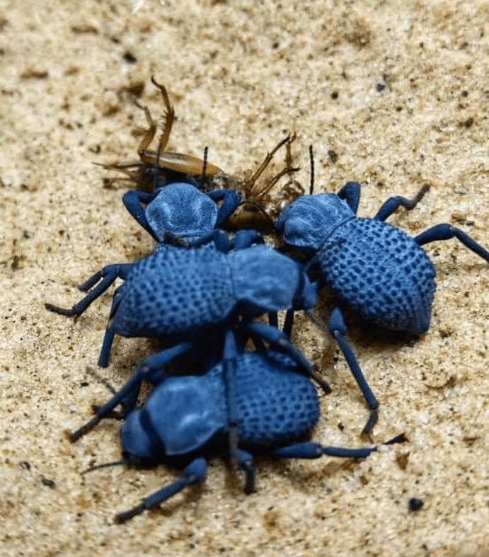 blue death feigning beetles