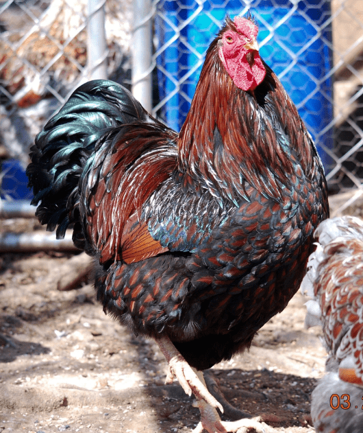 Blue Laced Red Wyandotte Hen