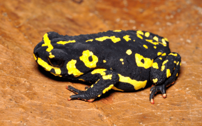 Bumblebee Toad