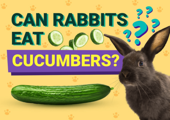 Can Bunnies Eat Cucumbers