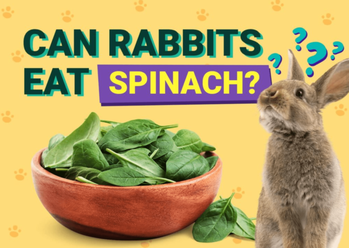 Can Bunnies Eat Spinach