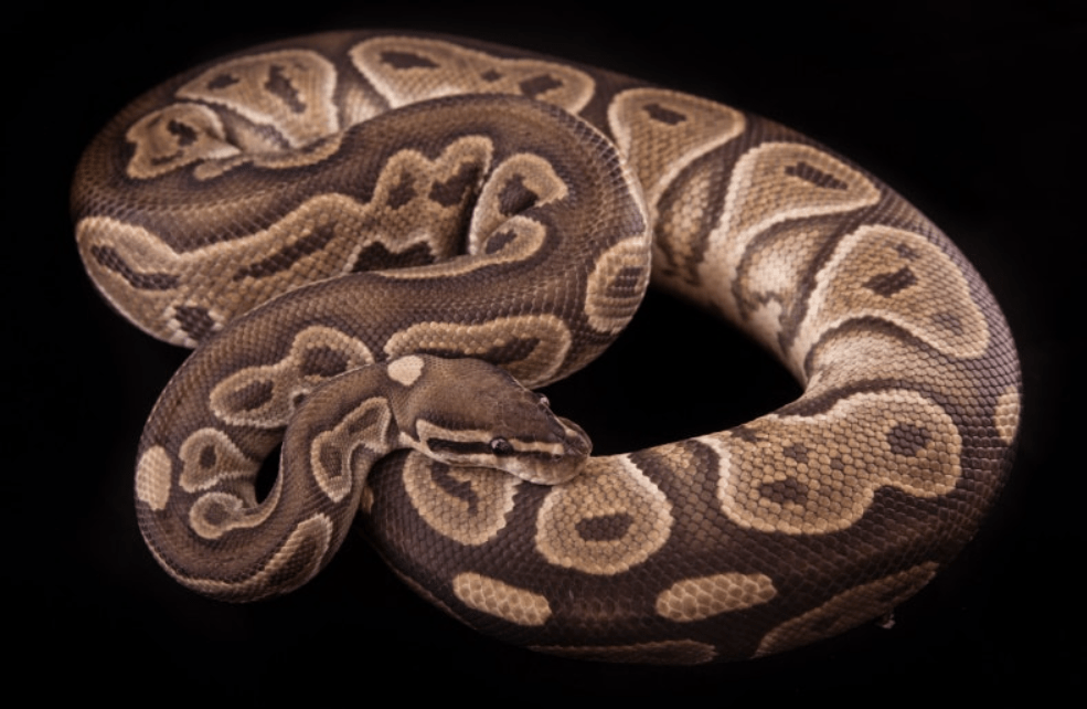 cinnamon ball python