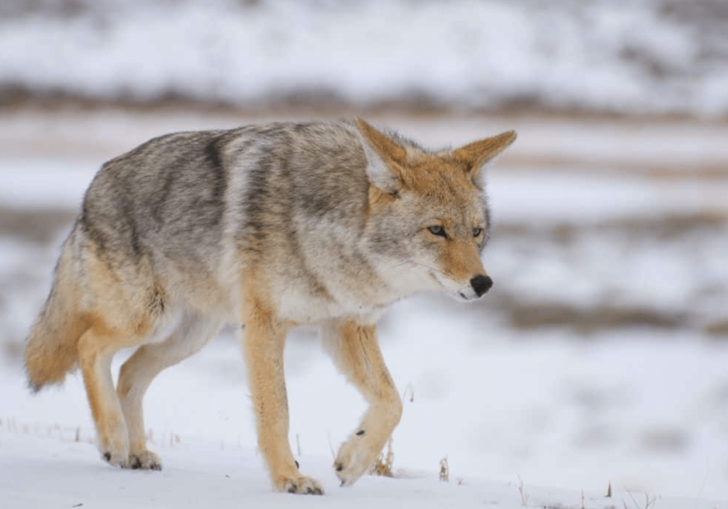 where do coyotes sleep? 