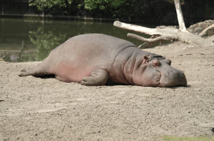 animals with big lips