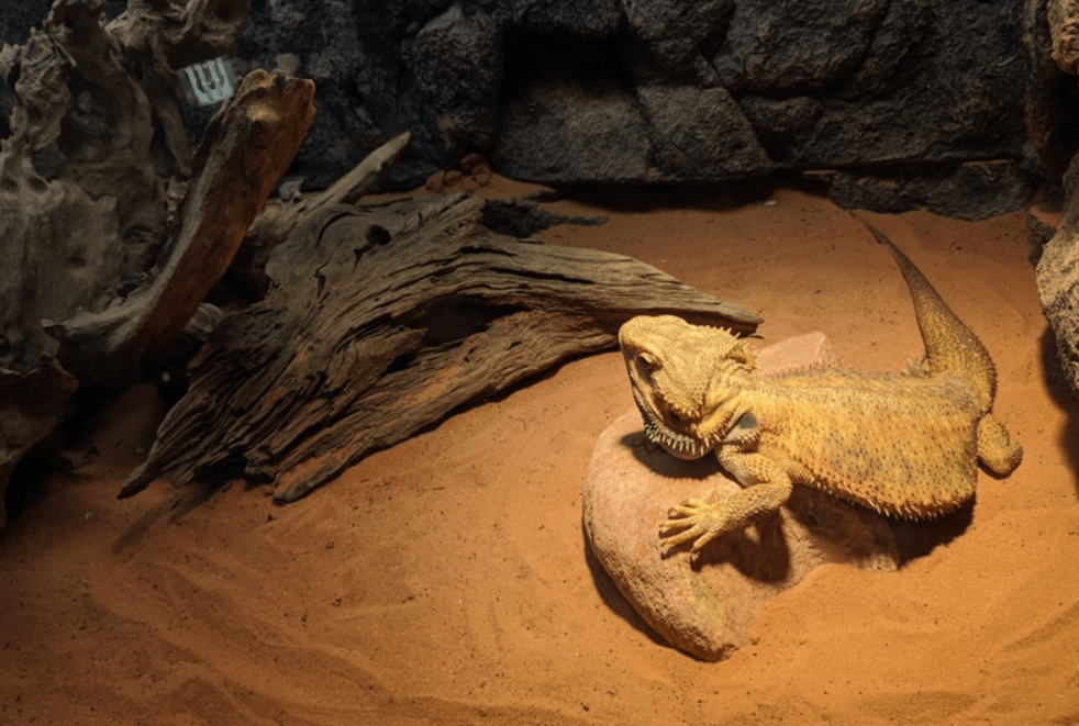 fancy bearded dragon