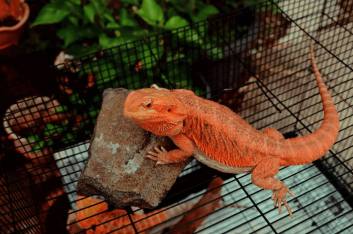 fancy bearded dragon