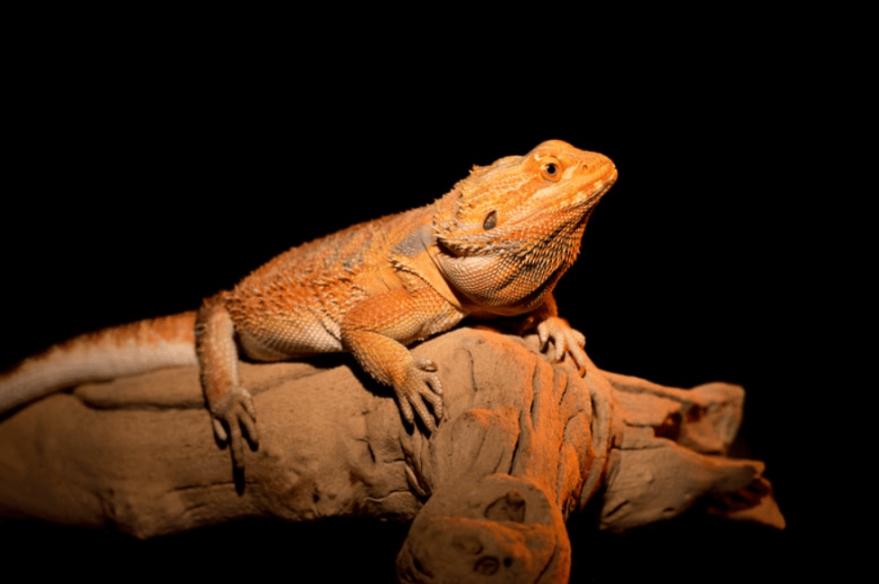 fancy bearded dragon