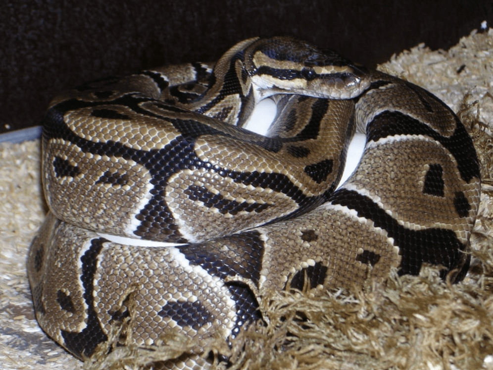 cinnamon ball python