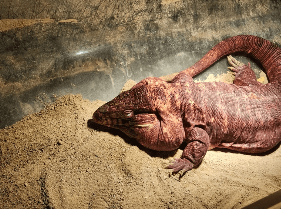 Red Tegu