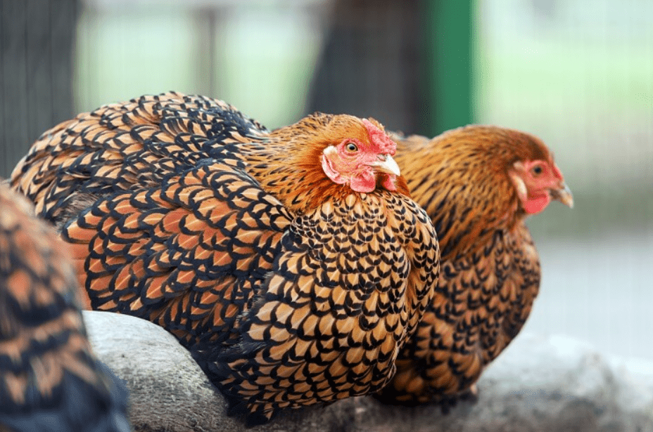 golden laced wyandotte hen