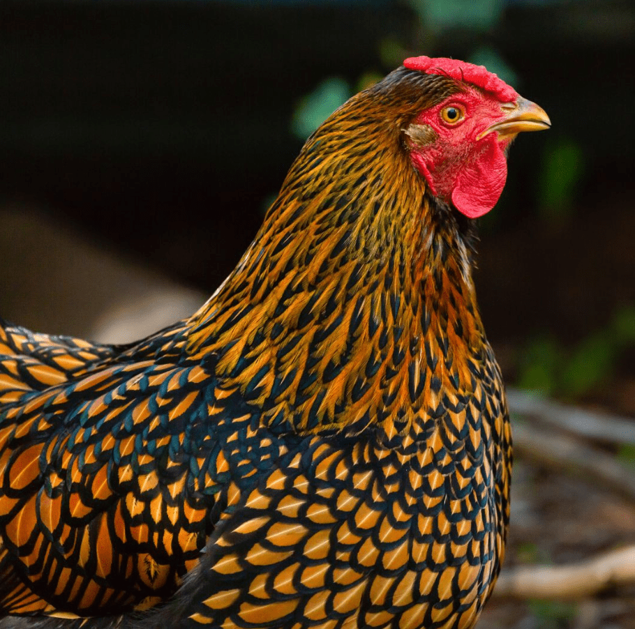 golden laced wyandotte hen