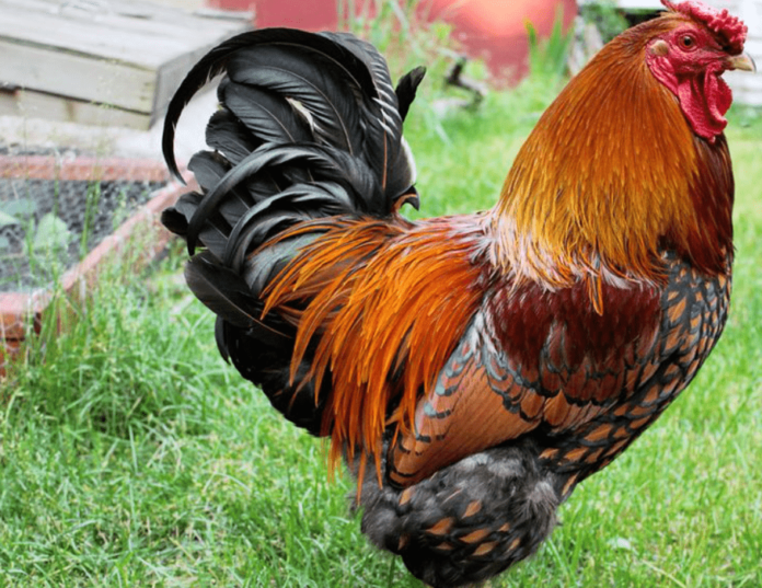 golden laced wyandotte rooster