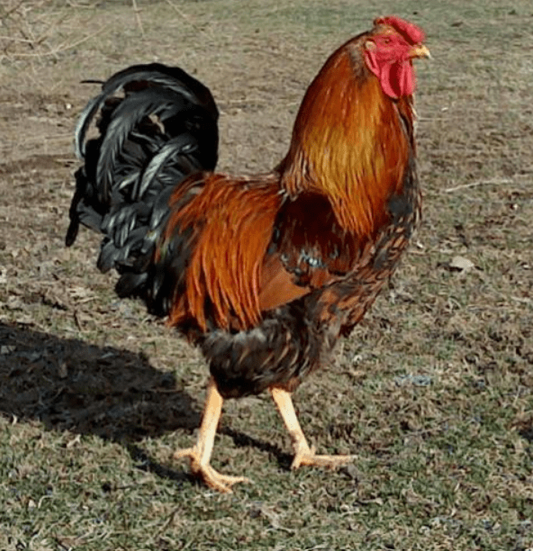 golden laced wyandotte rooster