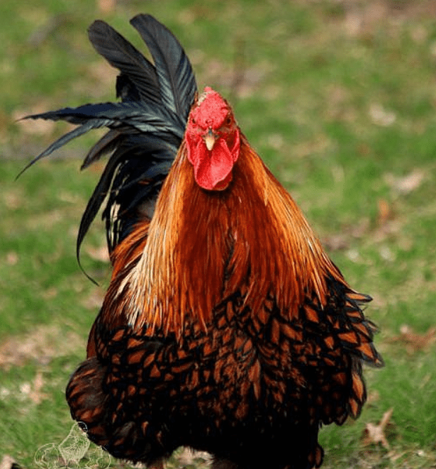 golden laced wyandotte rooster