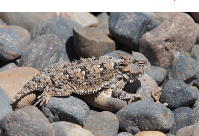 mountain horned lizard