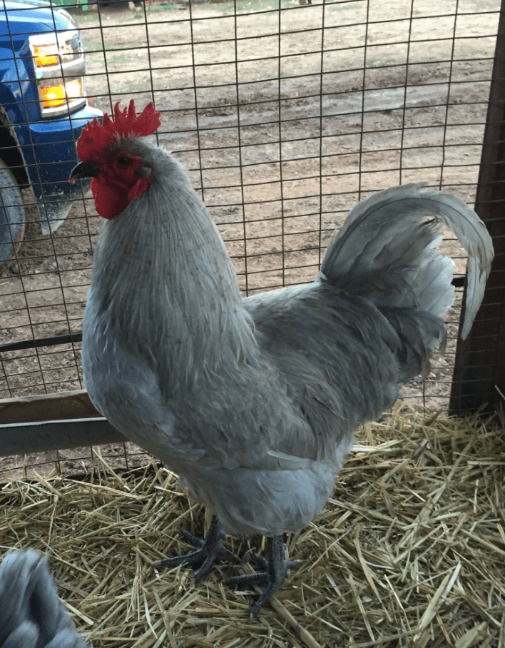 Lavender Orpington Rooster