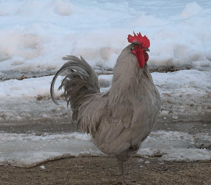 Lavender Orpington Rooster