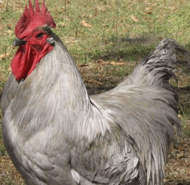 Lavender Orpington Rooster 