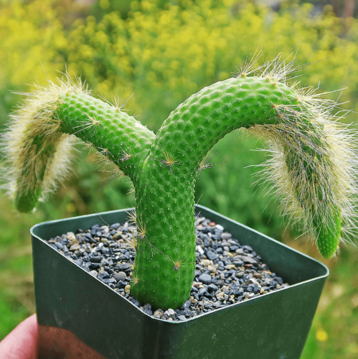 Monkey Tail Cactus