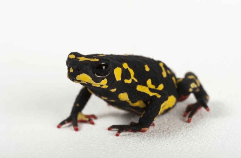 Bumblebee Toad