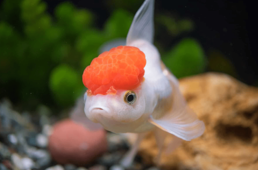 oranda