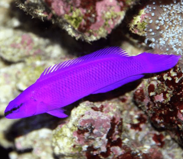 Orchid Dottyback 