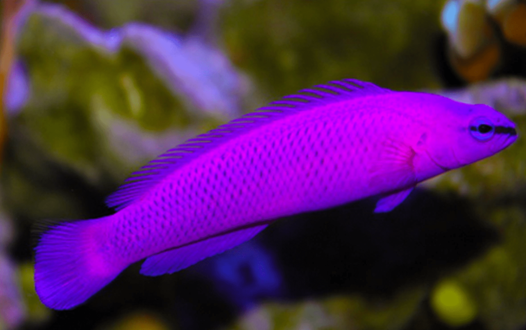 Orchid Dottyback 