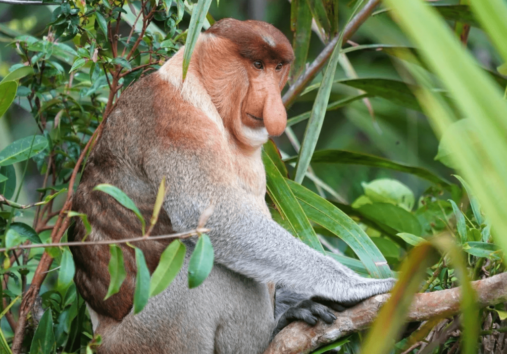 Animals With Big Lips