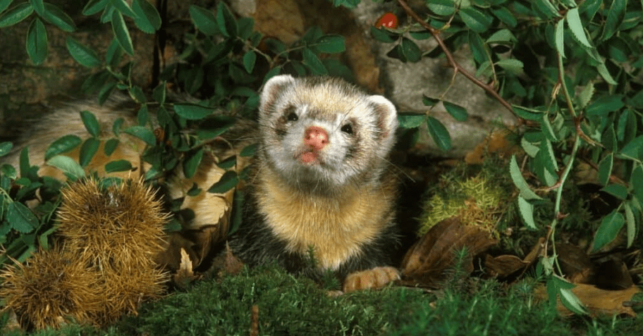 Polecat