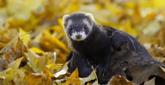 Polecat