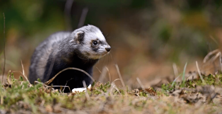 Polecat