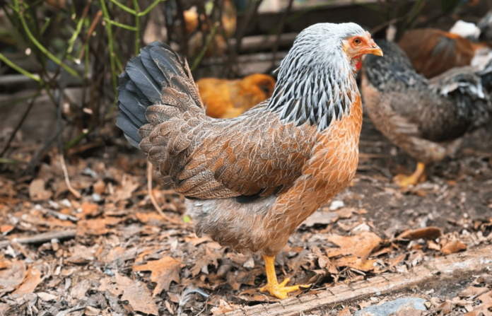 prairie bluebell chicken