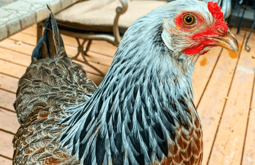 prairie bluebell chicken