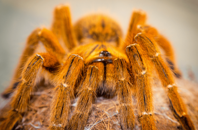 pterinochilus murinus