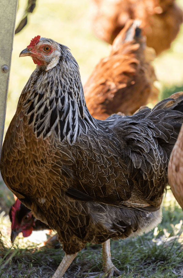 prairie bluebell chicken