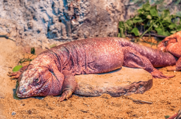 Red Tegu