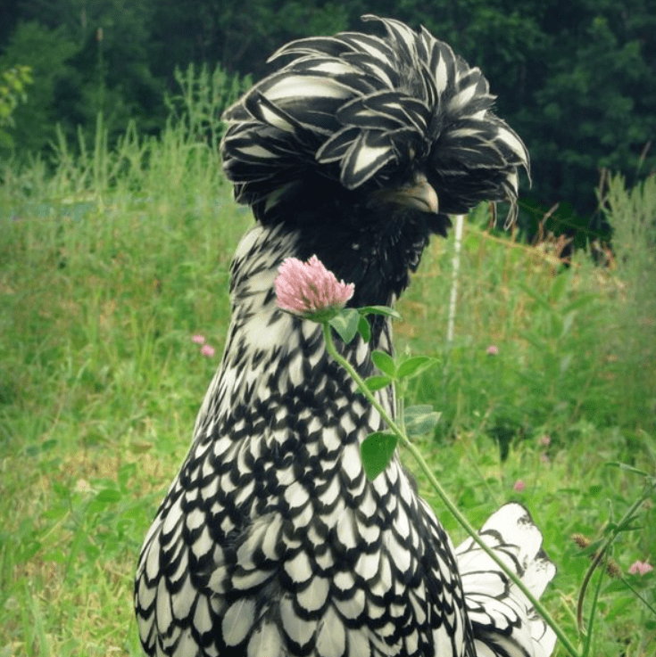 Silver Laced Polish