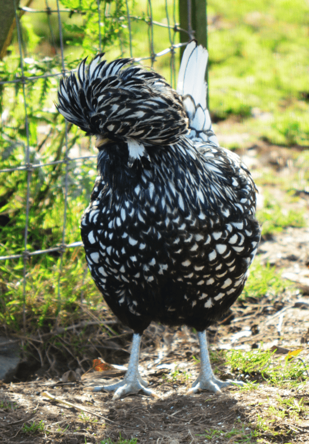 Silver Laced Polish