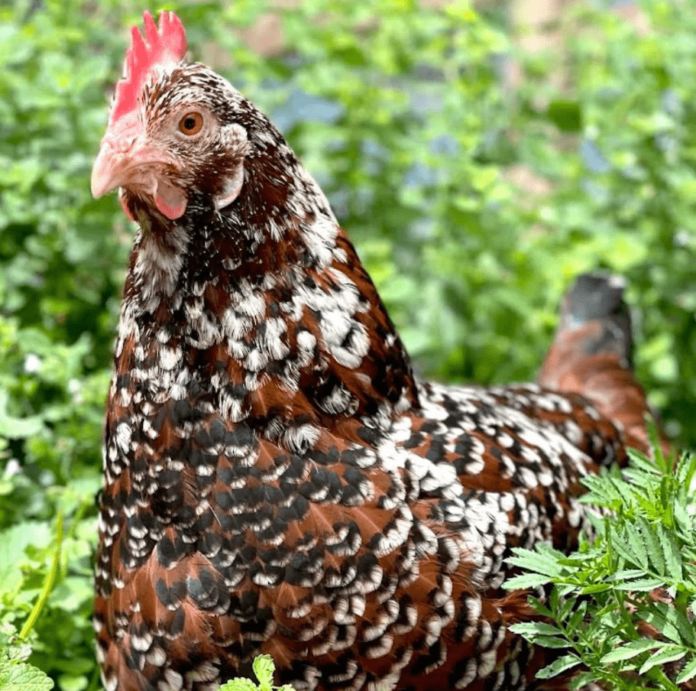 speckled sussex chicken