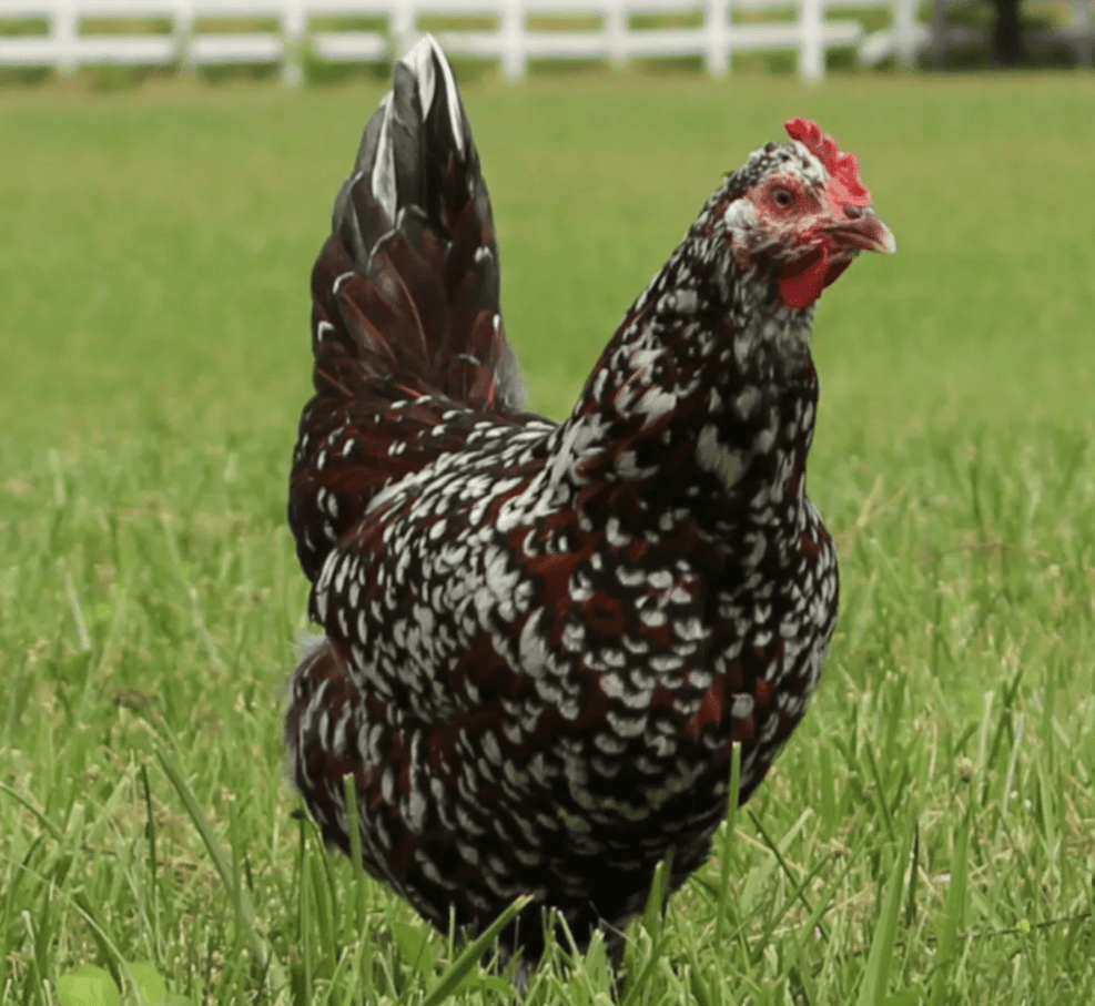 Speckled Sussex Chicken Egg Color